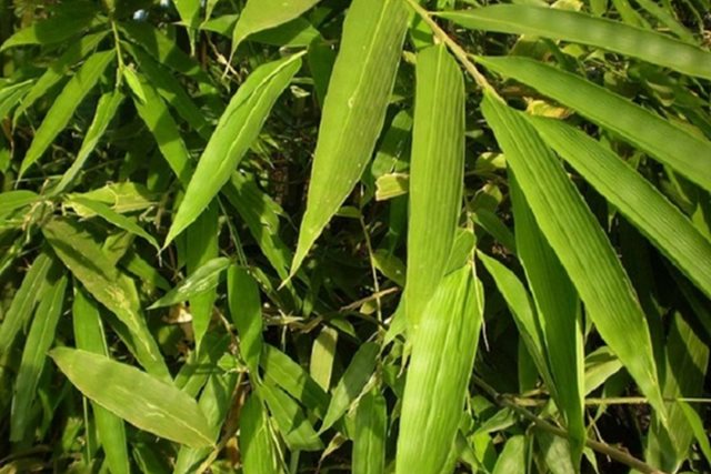 Bài thuốc chữa bệnh từ lá tre